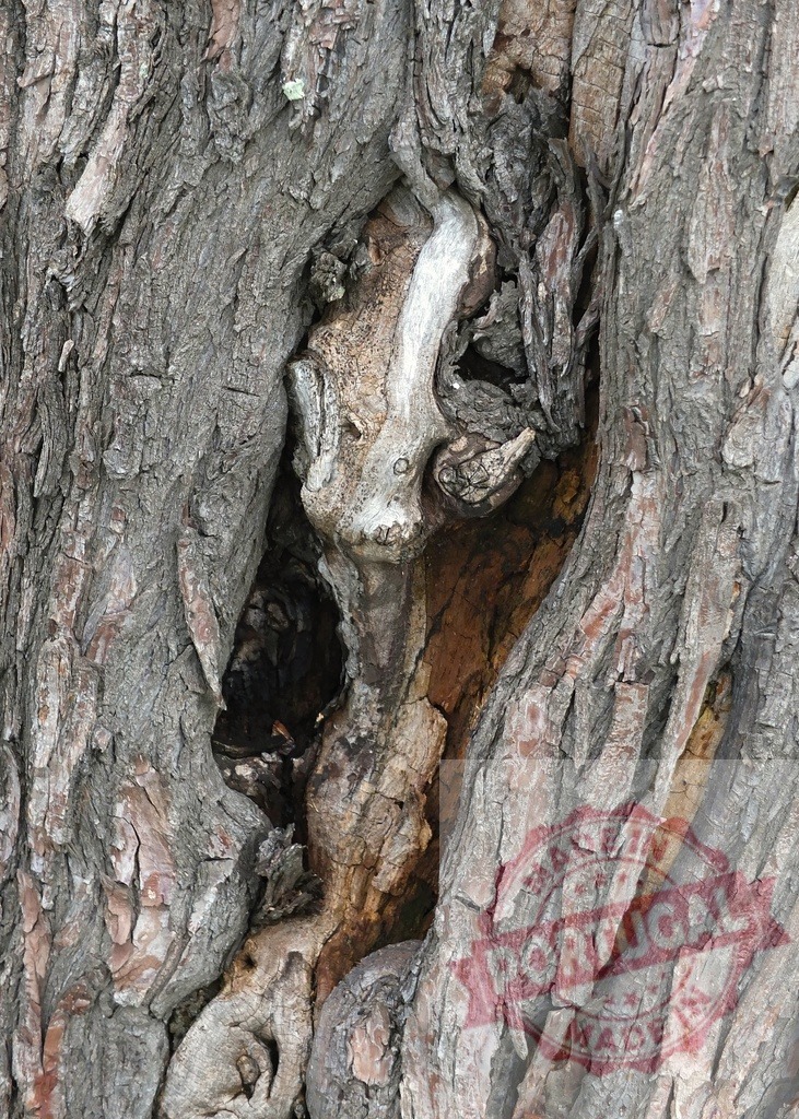 Knotty tree bark creating interesting shapes and textures | Close-up of knotty tree bark showing interesting shapes and textures, perfect for nature and backgrounds - Realisiert mit Pictrs.com