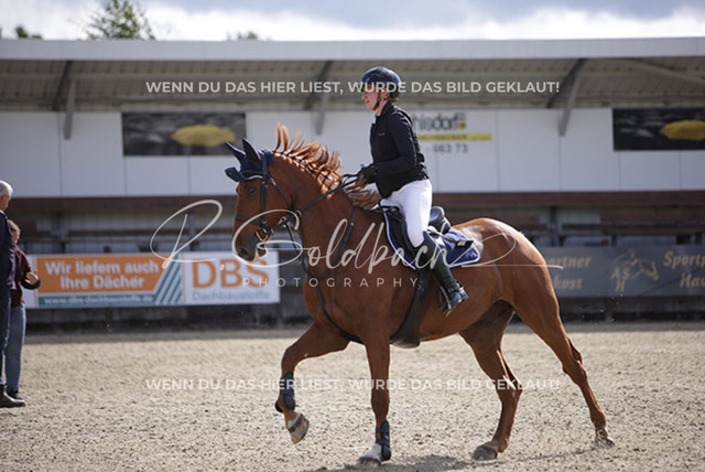 1J2A7071Sina Boldt_ Quincentaro_ Kn872_ Havekost | Foto- und Videografie für alles rund ums Pferd. Hochwertige Bilder und Videos vom Spring- und Dressurreiten, Voltigieren & mehr. Jetzt aktuelle Veranstaltungen und Preise im Shop ansehen. - Realisiert mit Pictrs.com