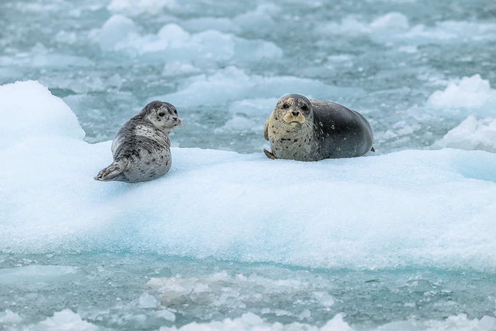 Alaska | Kenai Fjords National Park Cruise. - Realisiert mit Pictrs.com