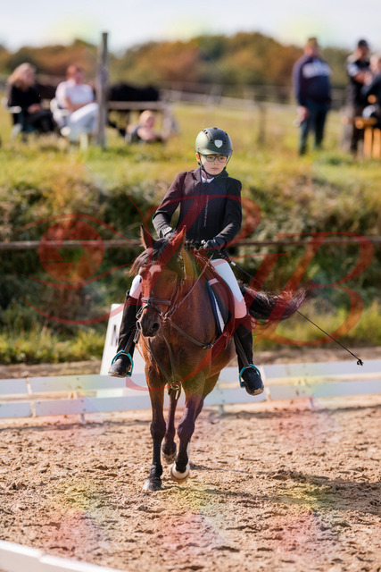 2026_10_03_Siefer-Hof_122316_Z81_23394480 | Professionelle Reitsport-, Turnier- und Eventfotografie von Robert Broda. Galerien mit ausgewählten und bearbeiteten Bildern direkt online ansehen und bestellen.