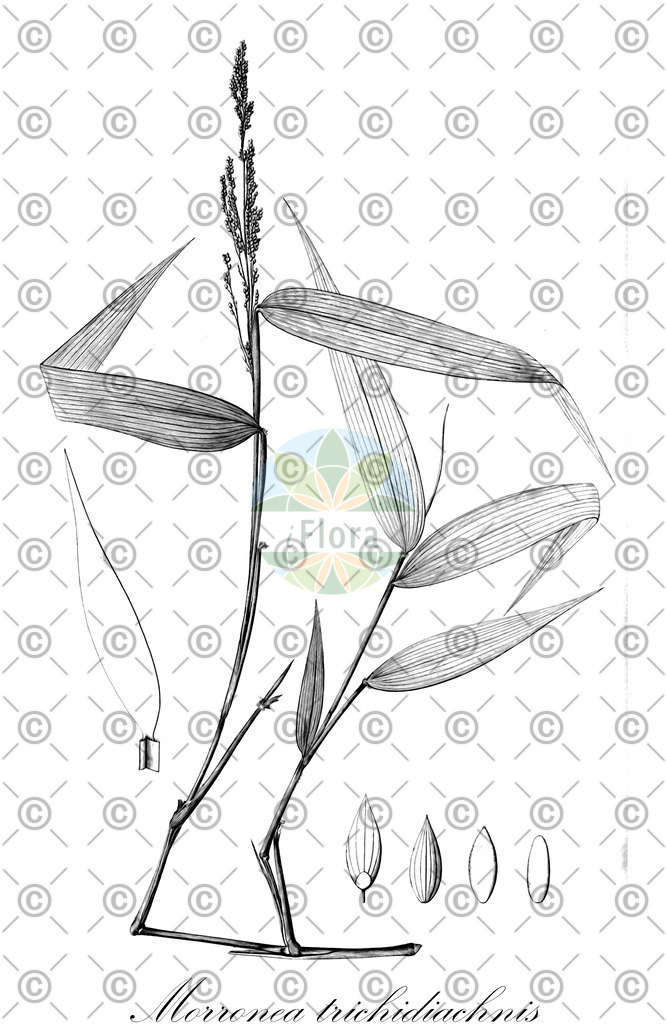 HistAbb_EMP_25309_SRC_Schlechtendal_FLORAD_SIMPLE | Historische Abbildung von Morronea trichidiachnis - Poaceae | Historical Illustration of Morronea trichidiachnis - Poaceae