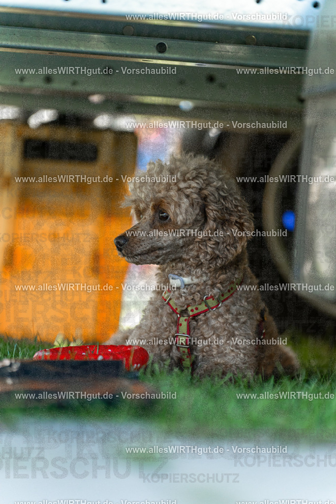Hundeschwimmen_Volksbad_2026-allesWIRTHgut_Tierfotografie-2609061111-102112-7R509489 | Professionelle Tierfotografie in Mönchengladbach von Daniel Wirth (allesWIRTHgut). Liebevolle & natürliche Bilder von Hunden & Katzen für unvergessliche Erinnerungen.