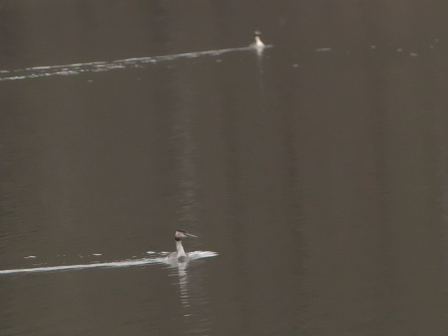 2 Haubentaucher auf Talsperre Pirk | Verkauf von Fotos und  Videoclips zumThema Natur.Motive sind Pflanzen, Tiere, Landschaftenund Wetter - Realisiert mit Pictrs.com