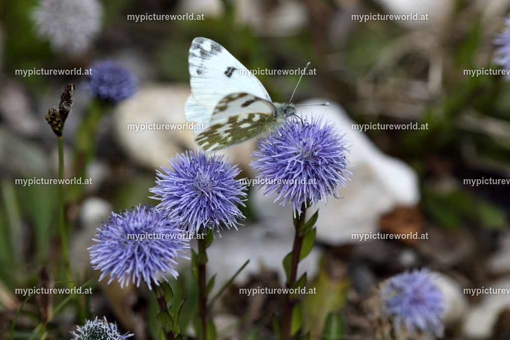 Echte Kugelblume-007 | Das Bilderarchiv über Tiere, Planzen und Landschaften. In der Bilddatenbank finden Sie ein große Auswahl an hochwertigen Bilder für Ihre Werbung - Realized with Pictrs.com