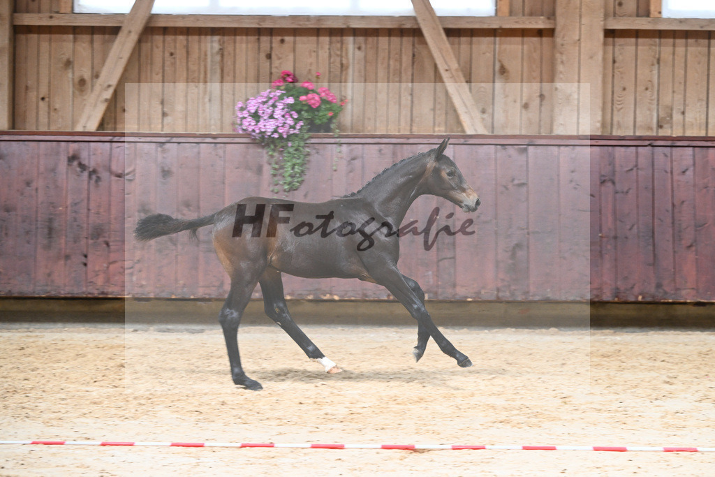 Kat-Nr. 12 HF Escaneno_Albert_26230138 | hf-fotografie - Realizzato con Pictrs.com
