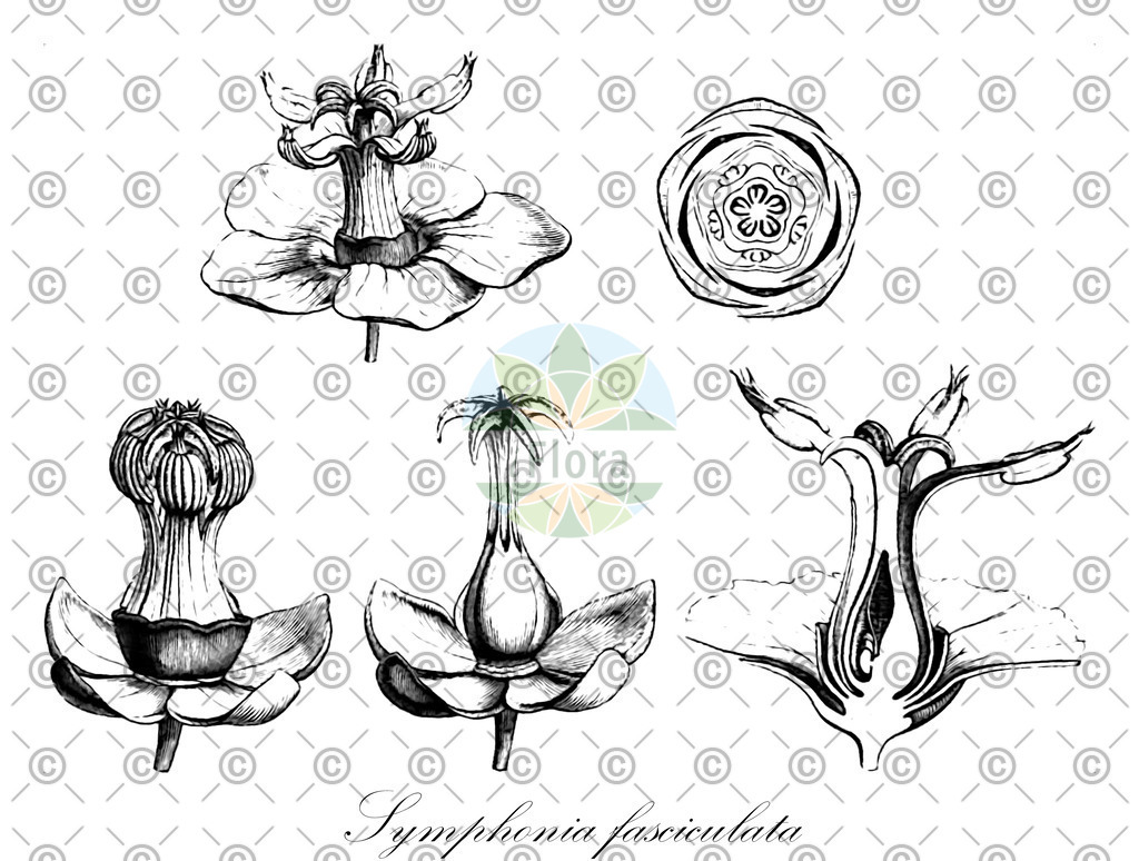 HistAbb_wfo-0000317914_2_ENZY_Simple | Historische Abbildung von Symphonia fasciculata - Clusiaceae | Historical Illustration of Symphonia fasciculata - Clusiaceae