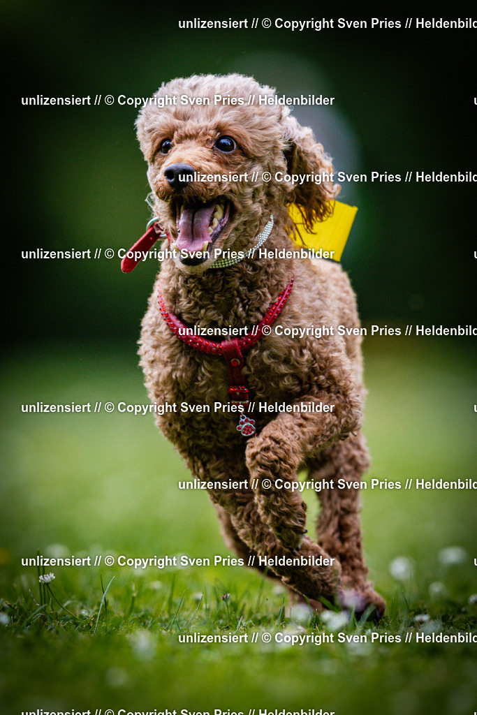 Sven Pries | 2025-05-29 - Pudelrennen KA-Durlach - Realisiert mit Pictrs.com