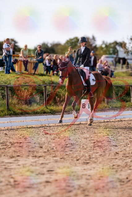2026_10_03_Siefer-Hof_133123_Z81_85070648 | Professionelle Reitsport-, Turnier- und Eventfotografie von Robert Broda. Galerien mit ausgewählten und bearbeiteten Bildern direkt online ansehen und bestellen.