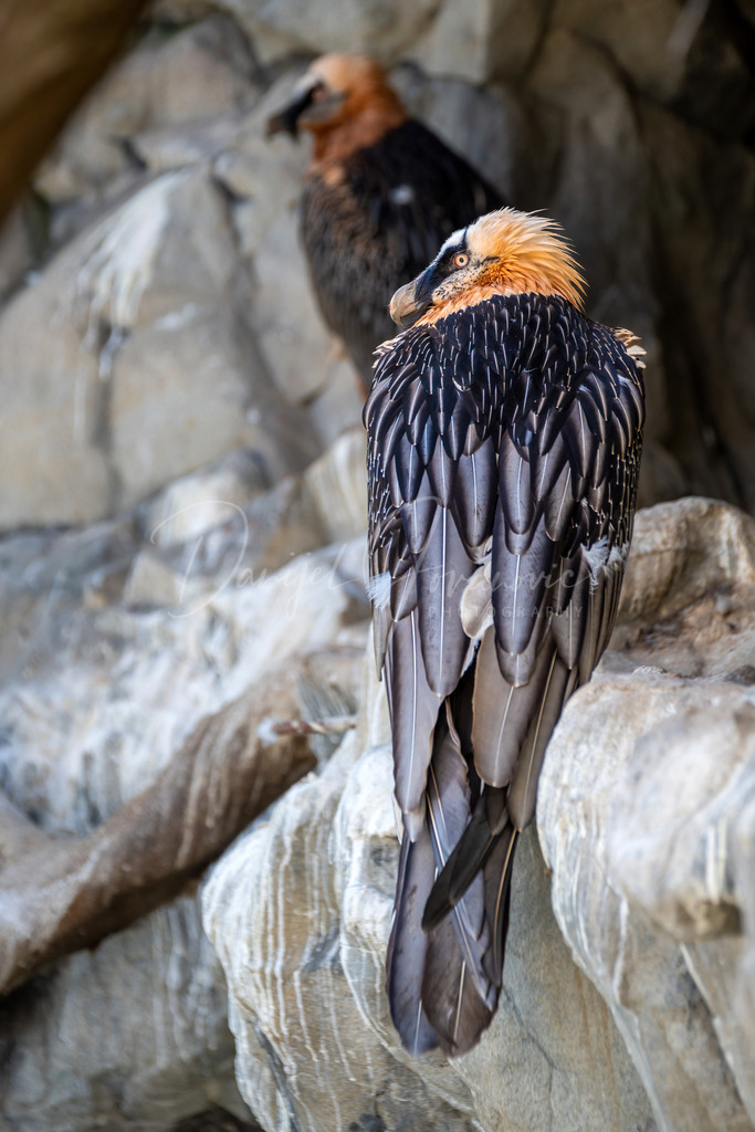 Bartgeier | Wunderschöner Bartgeier im Alpenzoo