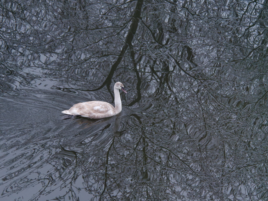 Schwanenbaum | Jungschwan schwimmt im Winter duch das Spiegelbild eines Baumes. - Realisiert mit Pictrs.com