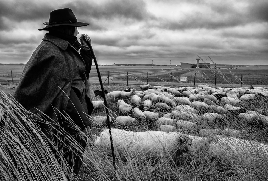 wanderschaefereien-schleswig-holstein-048 | Der Kograben bildete einen vorgelagerten Abschnitt der mittelalterlichen Grenzbefestigung südlich von Schleswig und ist streckenweise noch heute gut als Wehrwall erkennbar. Ein Teilstück des Kograbens liegt in Sichtweite des Militärflugplatzes Jagel und gehört zu den Beweidungsgebieten der Schäferei Kimmel. An diesem grauen Wintertag hat Käthe Kimmel die Betreuung der Herde übernommen. - Realisiert mit Pictrs.com
