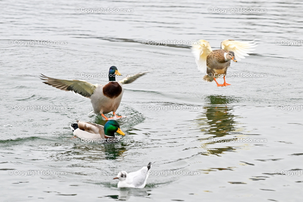 Pleschinger See_ Winter_ 13.01.2024-2 | 13.01.2024, Plesching, AUT, Pleschingersee, Winter, im Bild freies Wasser, Voegel, Wasservoegel, Moewen, Stockenten