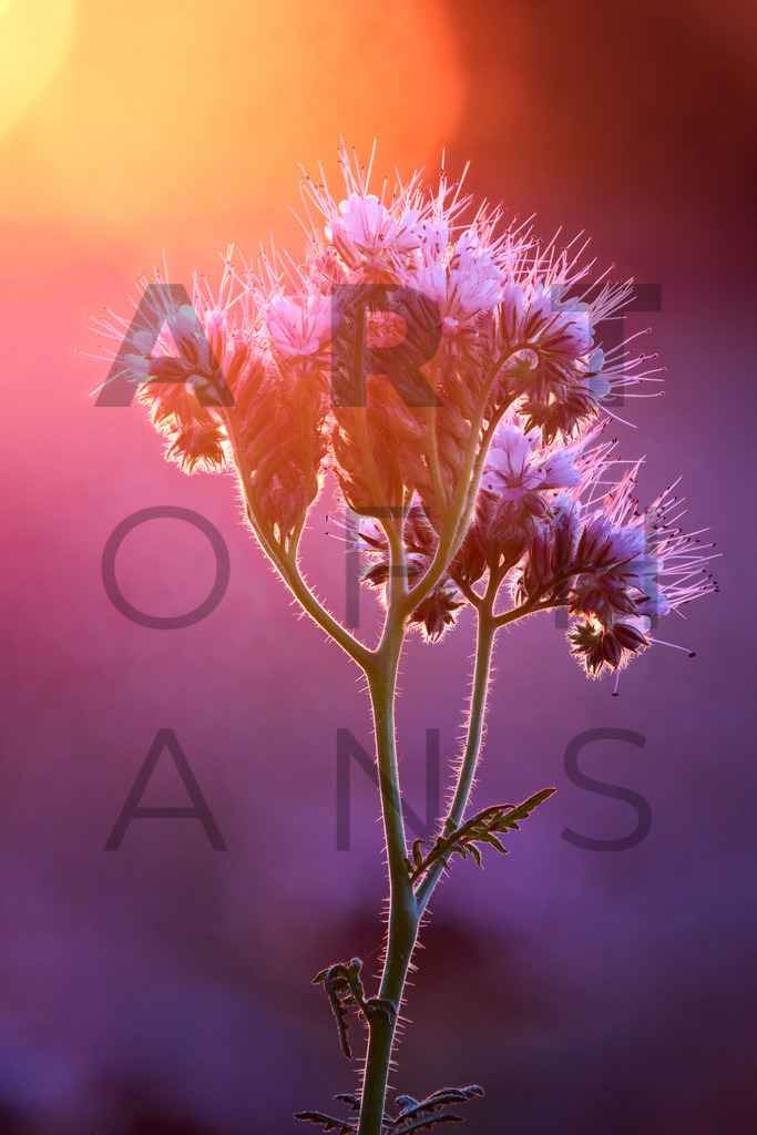 Ein Hans Fineart Original | Entdecke die Kunst von Hans Fineart - Fotografien für dein Zuhause. Verwandle deine Wände mit einzigartigen Kunstwerken und bringe die Schönheit der Welt in dein Leben. Bestelle jetzt und schaffe einen Ort der Inspiration und Eleganz.