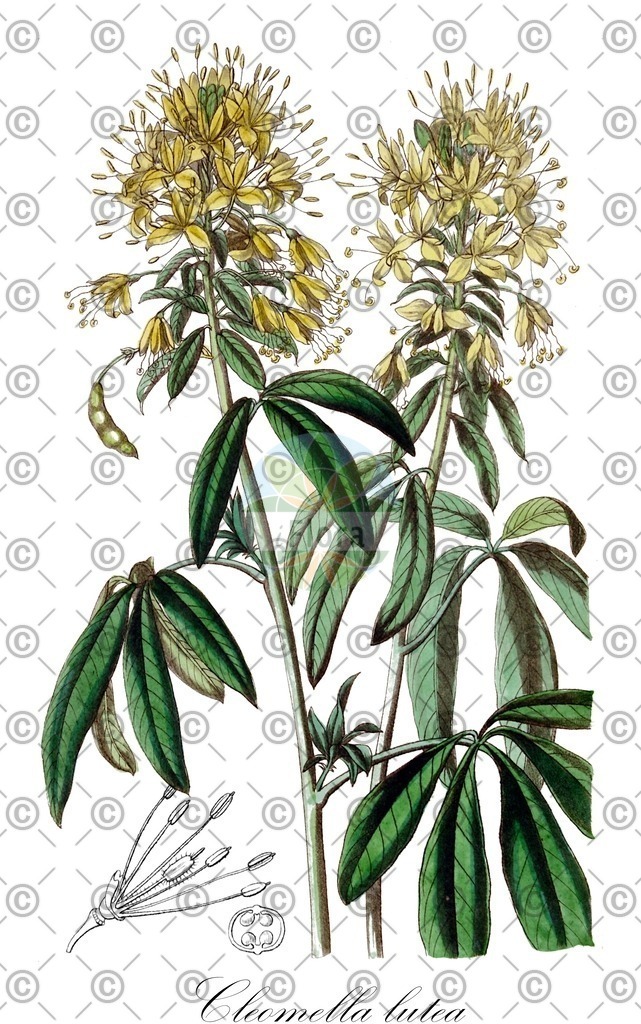 HistAbb_wfo-0001342288_2_ENZY_Simple | Historische Abbildung von Cleomella lutea - Cleomaceae | Historical Illustration of Cleomella lutea - Cleomaceae