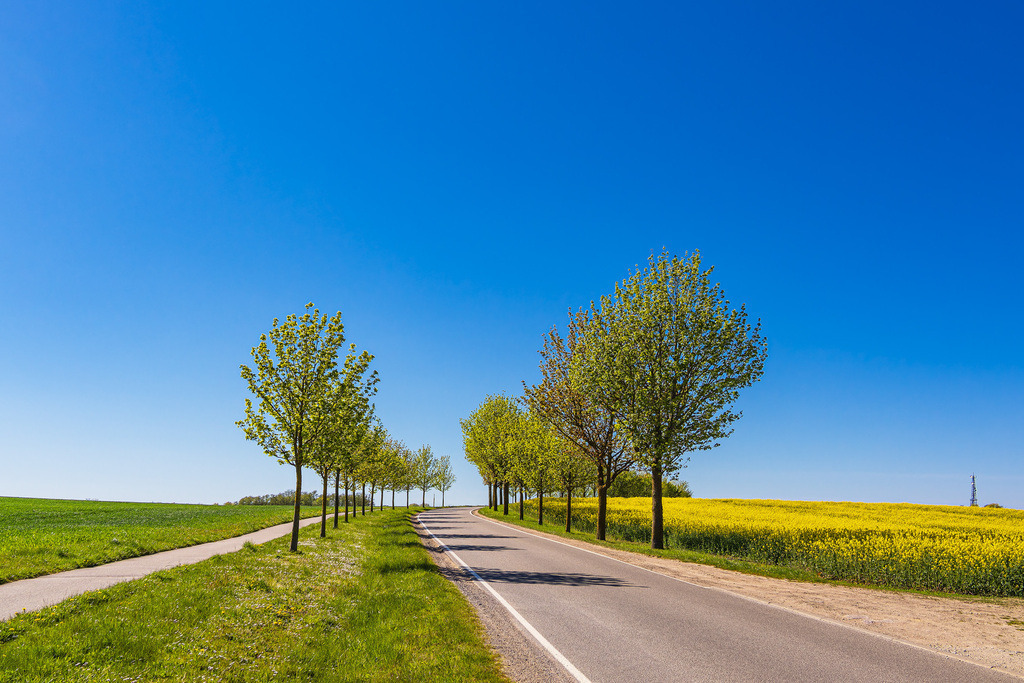 Straße mit Bäumen an einem blühendem Rapsfeld bei Sildemow | Straße mit Bäumen an einem blühendem Rapsfeld bei Sildemow.