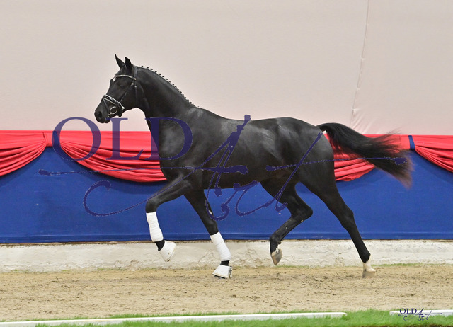 21 DE433330231120 HM St. Schufro - Fürst Romancier - Florencio IDSC_2910_s | <meta name="description" content="★Offizieller Merchandise und Foto-/Videostore des Oldenburger Verbandes.★ ✅Jetzt auch digital Ausdrucke erhältlich." />
<meta name="keywords" content="Merchandise Foto-/Videostore Oldenburger Verband Photographie 