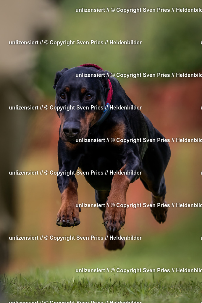 Sven Pries | 2024-04-21 - Hunderennen Baden-Oos
Foto: Sven Pries - Realisiert mit Pictrs.com