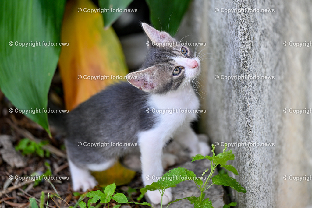 Katze_ Katzen_ 16.10.2024-33 | 16.10.2024, Linz, AUT, Haustier, Katzen, im Bild Haustier, Katze, Katzen, Kater, Stubentiger, Babykatze, Mietze, Fellnase, Tierfotografie, Heimtier