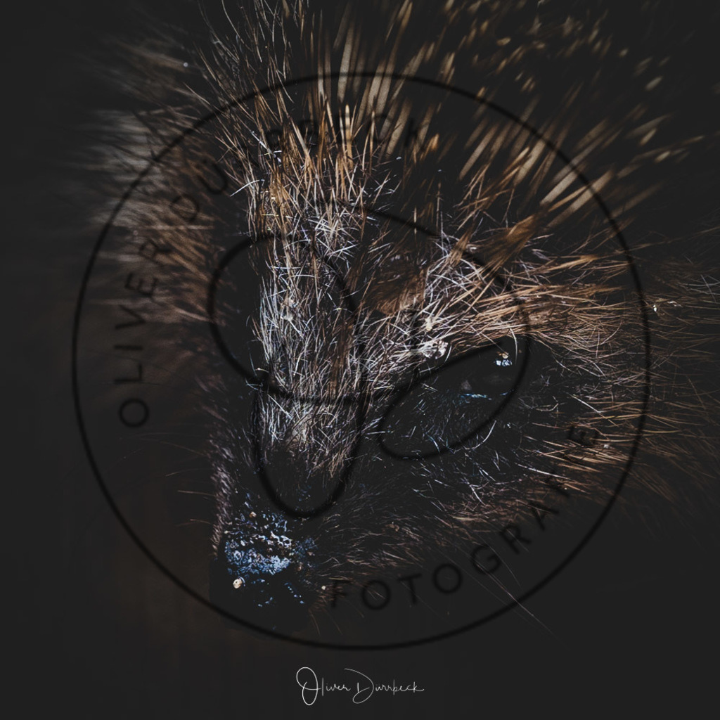 natur-tiere-11 | Shop für Kindergartenfotografie und andere Fotoprodukte von Oliver Dürrbeck Fotografie. - Realisiert mit Pictrs.com