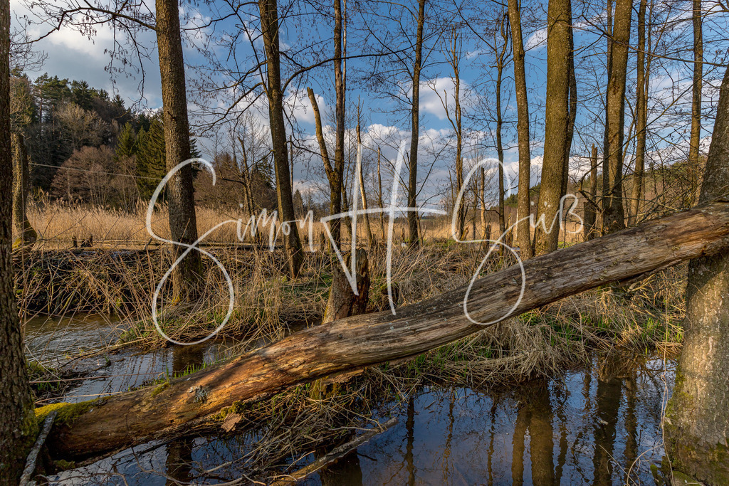 Biberschutzgebiet im Oberpfälzer Jura | simonsuess - Realisiert mit Pictrs.com