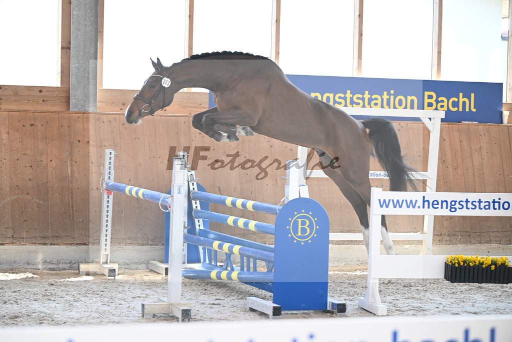 Kat-Nr. 43 Balous Lady v. Cornets Balou_Eder_14261768 | hf-fotografie - Realizzato con Pictrs.com