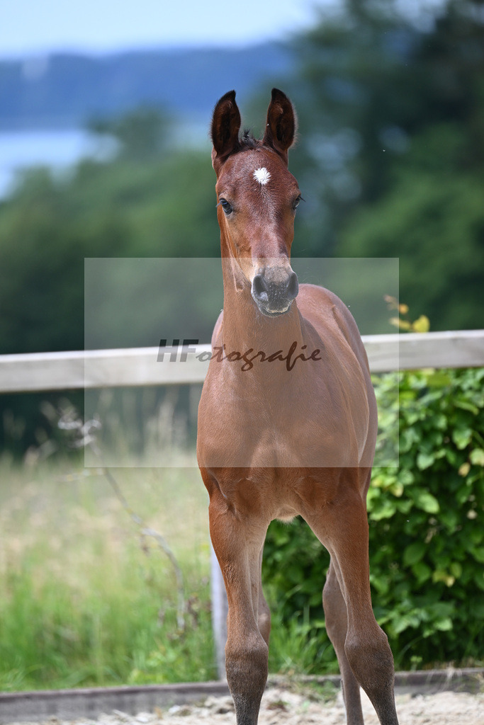 Comme il faut x Lyjaneiro_HF_Knott_19240344 | hf-fotografie - Realisiert mit Pictrs.com