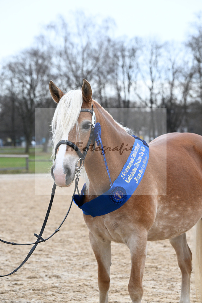 Bl. Band Kat-Nr. 9 Nina v. Sonnenkoenig Gold_Haenle_48251694 | hf-fotografie - Realisiert mit Pictrs.com