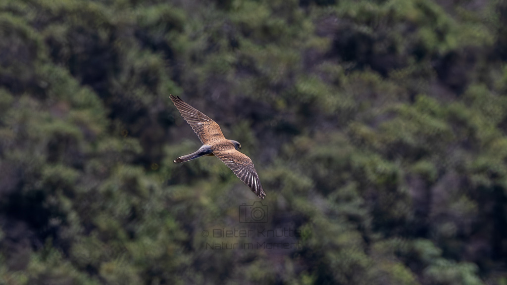 P1612740-Verbessert-RR-LR | Natur im Moment - Realisiert mit Pictrs.com