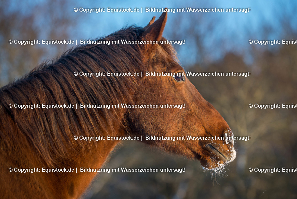 TS_20170106_Fuchs_im_Schnee_0001 | Foto: Thomas Hartig