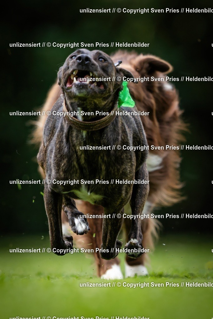 Sven Pries | 19. Allgemeines Hunderennen Karlsruhe Durlach - Realisiert mit Pictrs.com