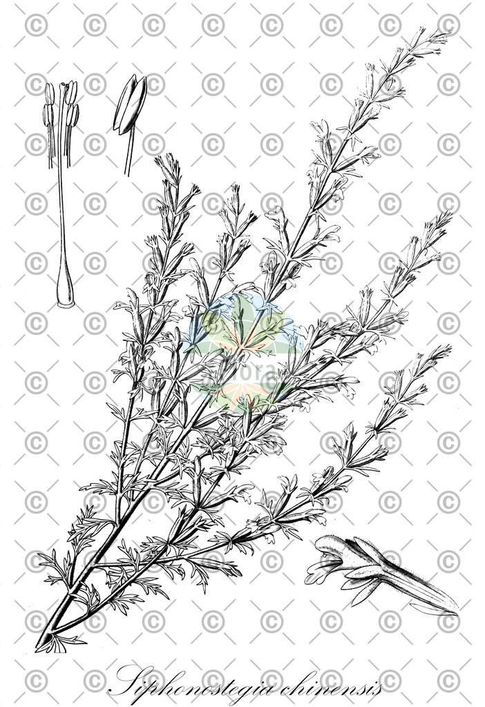 HistAbb_wfo-0000553625_1_ENZY_Simple | Historische Abbildung von Siphonostegia chinensis - Orobanchaceae | Historical Illustration of Siphonostegia chinensis - Orobanchaceae