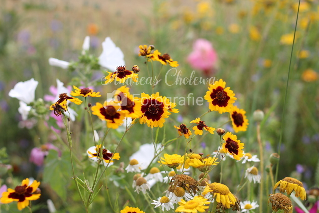 Blütentraum | Der Onlineshop für malerische Fotografien aus dem Landkreis Vechta✅ Premium Druck auf Leinwand✅ Acryl✅ oder Alu-Dibond✅➤Jetzt Bestellen! - Realisiert mit Pictrs.com