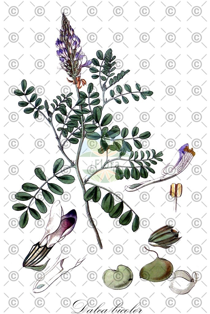 HistAbb_wfo-0000159320_1_ENZY_Simple | Historische Abbildung von Dalea bicolor - Fabaceae | Historical Illustration of Dalea bicolor - Fabaceae