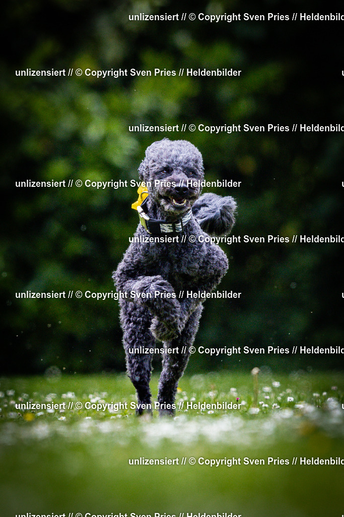 Sven Pries | 2025-05-29 - Pudelrennen KA-Durlach - Realisiert mit Pictrs.com