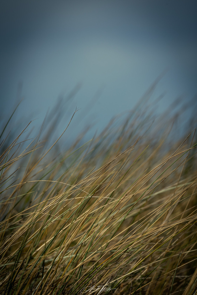 Trankday Zandvoort 2026 | Entdecken Sie die faszinierende Welt von Alexander Tschuncky Arts: Kreative Fotografie, atemberaubende Automobilkunst und hochwertiger Bilderdruck. Lassen Sie sich inspirieren! - Realisiert mit Pictrs.com