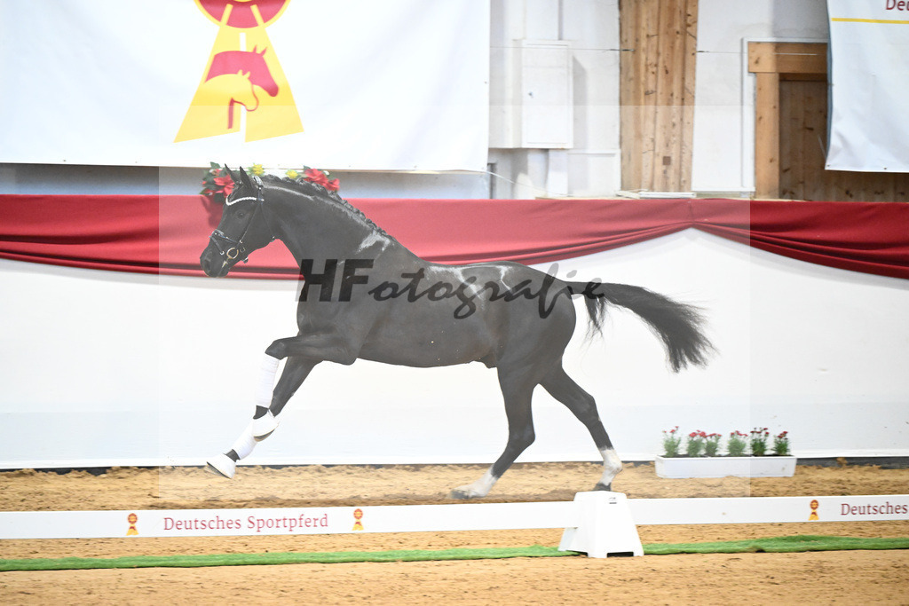 Kat-Nr. 49 Springbank II VH x Dante Weltino_Winklmaier_43232078 | hf-fotografie - Realisiert mit Pictrs.com