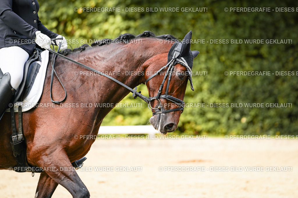 DSC03499 | Pferdegrafie