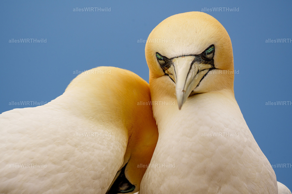 allesWIRTHwild.de - 7IV07827 | Entdecke die faszinierende Welt der Natur- und Wildlife-Fotografie von Daniel und Bärbel. Inspirierende Bilder von wilden Tieren und kleinen Naturwundern.