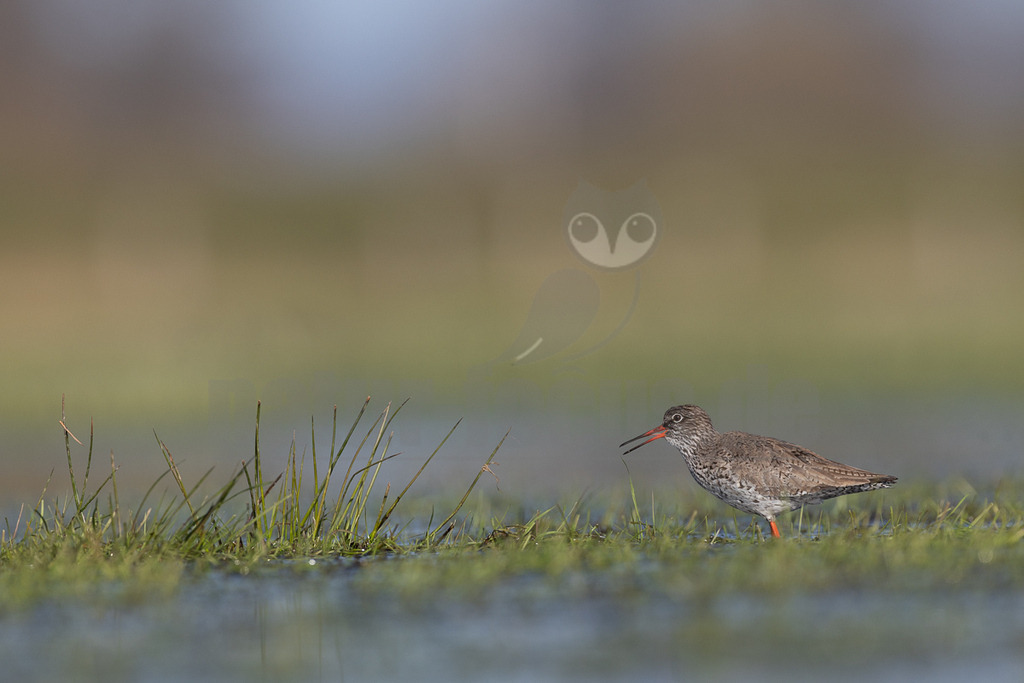 R5M23975_20260329 | Ein Rotschenkel (Tringa totanus) steht in einem flachen Gewässer, das von grünen Grasbüscheln durchzogen ist. Der Vogel hat ein gesprenkeltes braun-graues Gefieder, einen langen, geraden Schnabel, der an der Basis orange und an der Spitze schwarz ist, sowie leuchtend orangefarbene Beine. Er blickt nach rechts und scheint gerade etwas mit seinem Schnabel aus dem Wasser oder dem Schlamm aufgenommen zu haben oder ist dabei, dies zu tun. Der Hintergrund ist unscharf und zeigt eine Mischung aus hellen Grau- und Grüntönen. - Realisiert mit Pictrs.com