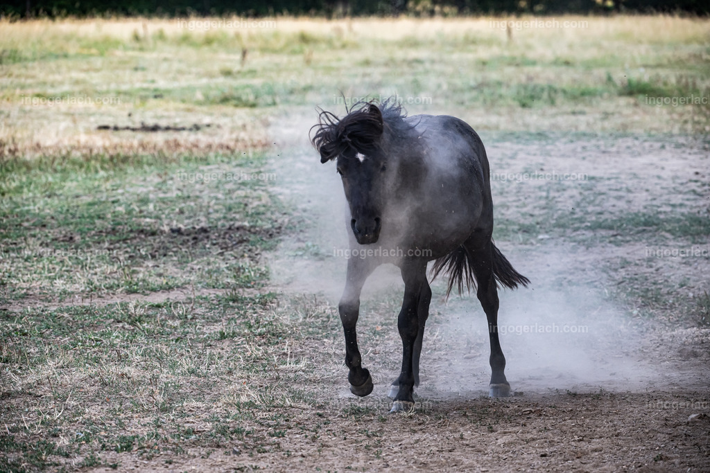 NZ9_9528 | Betzdorf(Deutschland Der deutsche Naturfotograf  Ingo Gerlach/69 aus Betzdorf in Deutschland war Anfang August 2022 auf dem Weg zu „seiner“ Herde mit Islandhengsten. Diese Herde mit rund 14 Hengsten fotografiert Gerlach bereits seit mehreren Jahren. Diesmal wollte der Naturfotograf schauen wie es den Hengsten geht. Es war der heißeste August seit Beginn der Wetteraufzeichnung. Das Thermometer zeigte an diesem Vormittag bereits 38 Grad an. Die Hitze würde sicherlich auch den Tieren zu schaffen machen. Als Gerlach an der sehr weiträumigen Weide ankam sah er schon die Staubwolken. Schnell positionierte er die Nikon Z9 mit dem Superzoom 180 bis 400mm und einschwenkbarem Konverter auf seinem Stativ. Schnell hatte er die ersten Bilder auf der Speicherkarte. Das Verhalten der Hengste war typisch für die Isländer. Sie wälzten sich im Staub um lästiges Ungeziefer los zu werden. Zudem kühlte die Staubschicht auf der Haut auch ein wenig. Obwohl reichlich Staub vorhanden war, kämpften die Hengste immer wieder um den besten und staubigsten Platz.  Dadurch das der Staub in die Höhe ging ergaben sich „herrliche Fotos. Als der Fotograf seine Bilder im Kasten hatte checkte er noch ob die Hengste auch genügend Wasser zur Verfügung hatten, Hatten sie. Ein Brunnen lieferte das lebensnotwendige Nass. 