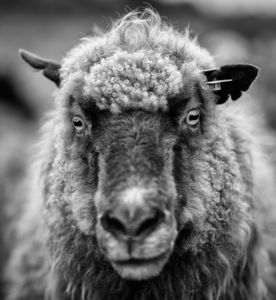 wanderschaefereien-schleswig-holstein-017 | Porträt eines Fjordlandschafes. - Realisiert mit Pictrs.com