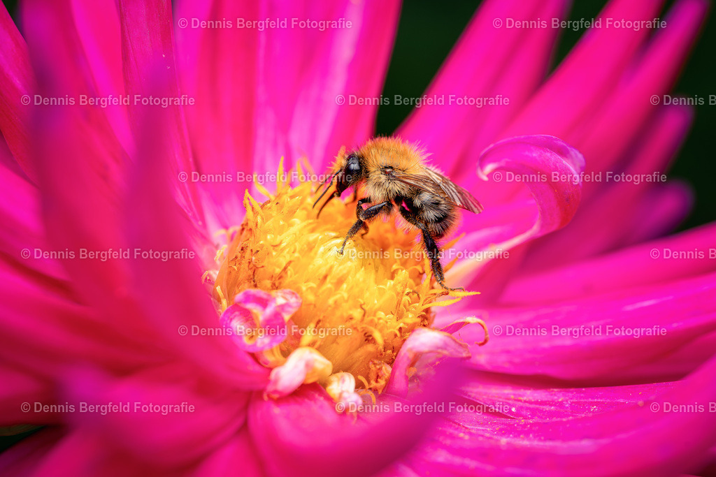 Hummel auf pinker Blüte | Entdecken Sie Natur, Makro und Tierfotografie von Dennis Bergfeld.Besondere Momente und Details der Natur, hochwertig als Foto und Wandbild erhältlich. - Realisiert mit Pictrs.com
