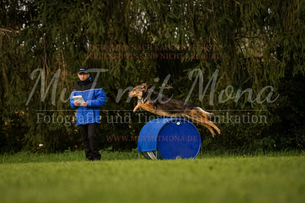 20251005_THS_Turnier-591 | MuT (Mensch und Tier) mit Mona - Fotografie und Tierkommunikation - Realisiert mit Pictrs.com