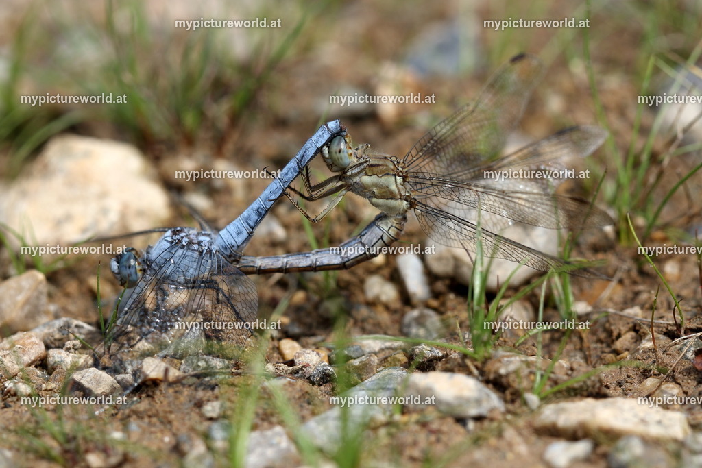 Südlicher Blaupfeil-033 | Das Bilderarchiv über Tiere, Planzen und Landschaften. In der Bilddatenbank finden Sie ein große Auswahl an hochwertigen Bilder für Ihre Werbung - Realisiert mit Pictrs.com
