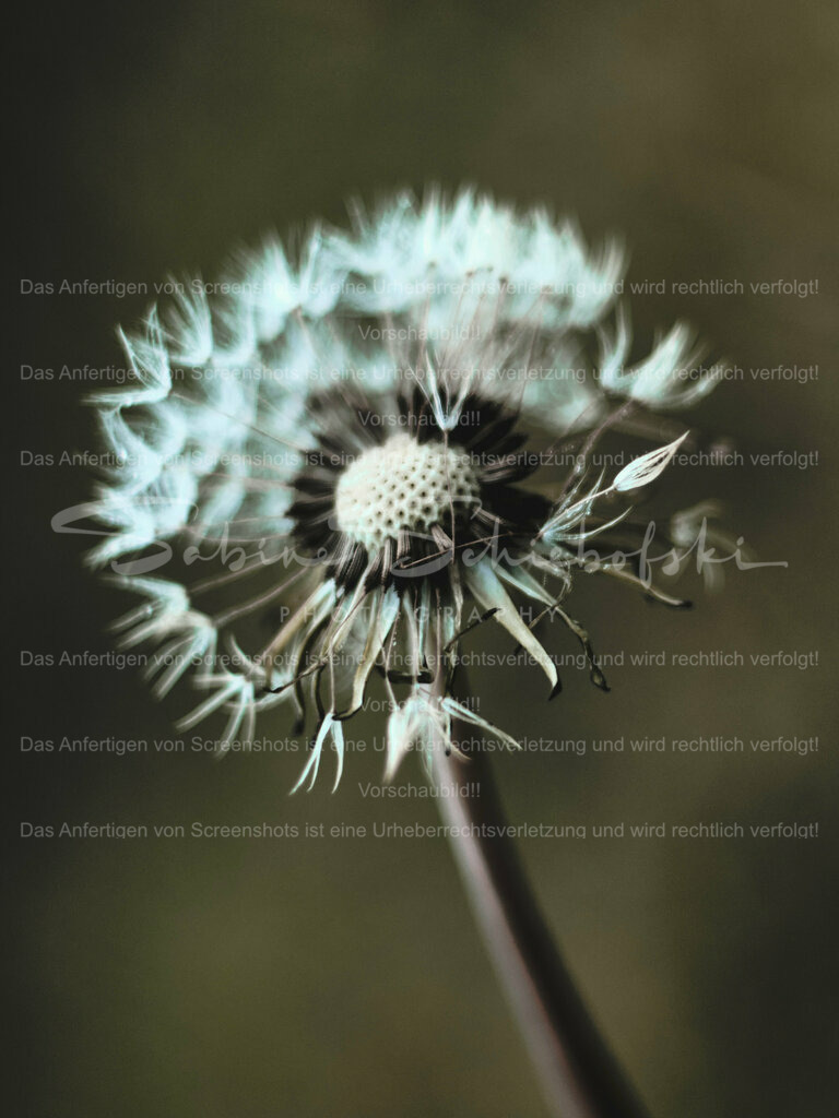 Wandbild Pusteblume "vintage" Style | People- und Tierfotografie, Imageaufnahmen, Veranstaltungsfotografie und Wandbilder aus der Natur ★ Made in Germany ✔️ Druck + Downloads ✔️ Naturfotografie in Top Qualität ★ schneller Versand, weltweite Lieferung! - Realisiert mit Pictrs.com