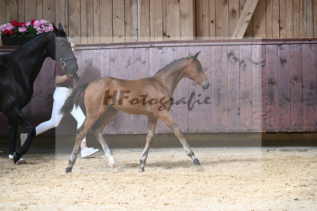 Kat-Nr. 17 HF Vangelis_Mueller_26230205 | hf-fotografie - Realizzato con Pictrs.com