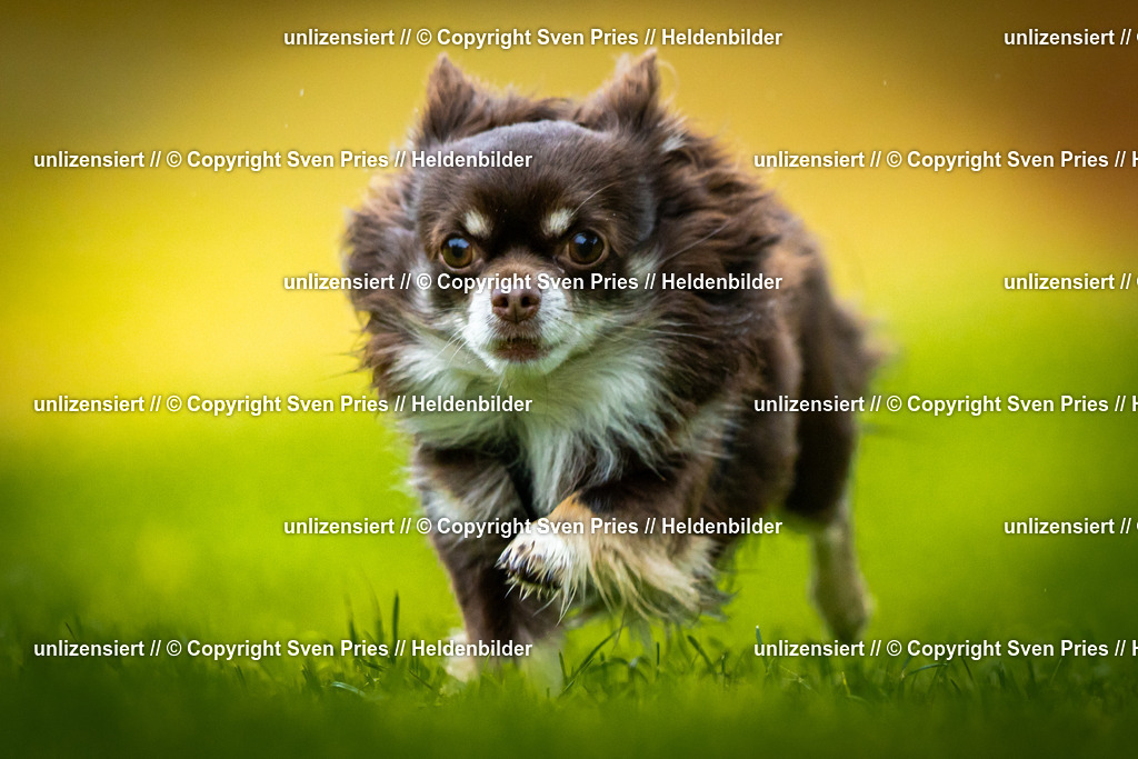 Sven Pries | 2025-09-21 - Hunderennen Baden-Oos - Realisiert mit Pictrs.com