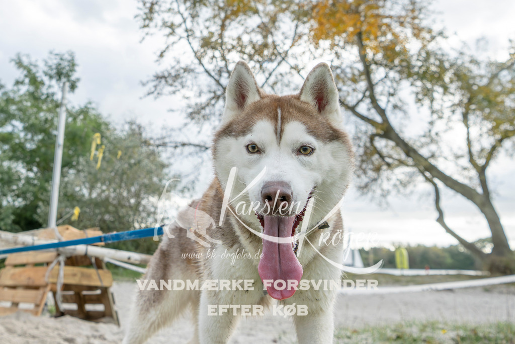 1527_ZZ95306 | kk-dogfotos