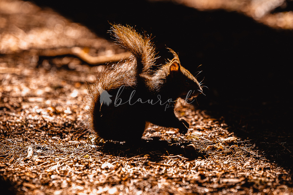 _01A5664-3 | Sportbilder, Sportfotograf, Hochzeits- und Eventfotografin, Flugshows, Portraits und Tiershooting, Aviation, Downhill, Nationalleague, Swissleague, International