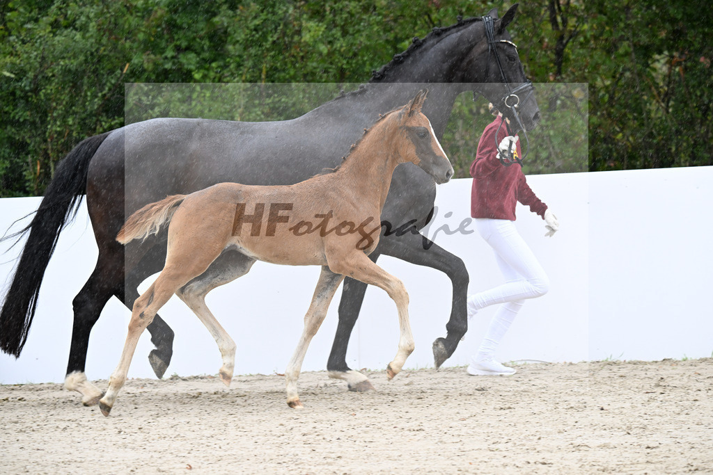 Bowmore x Dressage Royal_SF_Heilemann_23250214 | hf-fotografie - Realizzato con Pictrs.com